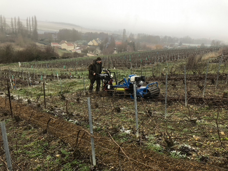 liage, relevage, palissage et rognage de vigne